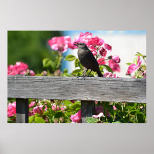 Póster Ave en una cerca