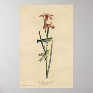 Póster Ave, Estados Unidos, alambre dorado amarillo azul,