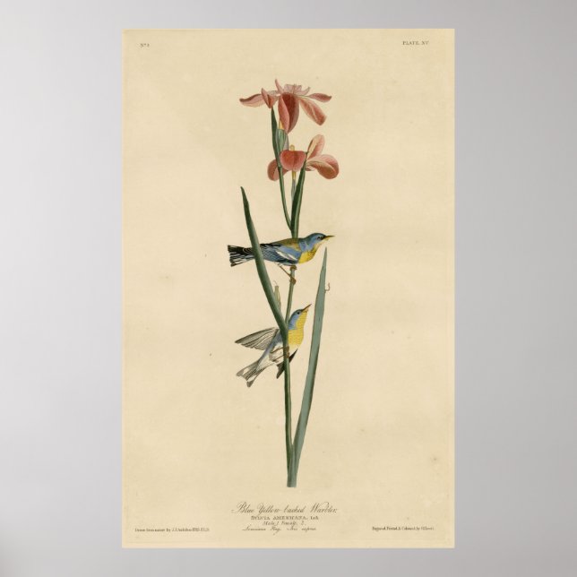 Póster Ave, Estados Unidos, alambre dorado amarillo azul, (Frente)