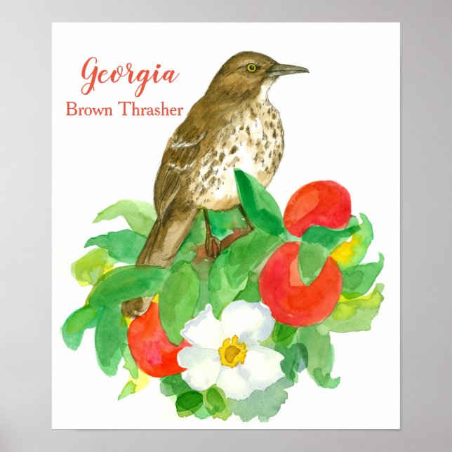 Póster Ave estatal de Georgia Brown Thrasher (Frente)