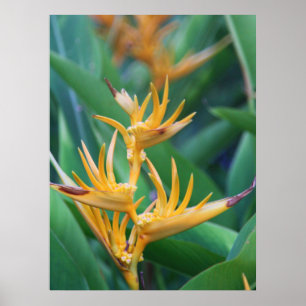 Póster Ave flor del paraíso