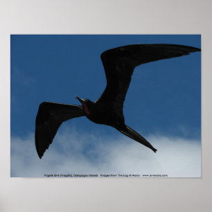 Póster Ave Frigate (Fragata), Islas Galápagos 1