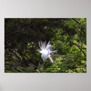 Póster Ave garra garza en Poster de árbol