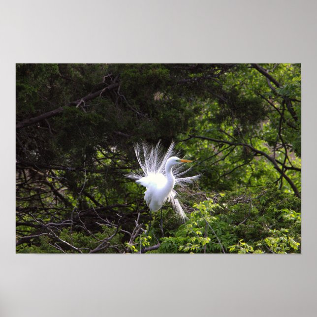 Póster Ave garra garza en Poster de árbol (Frente)