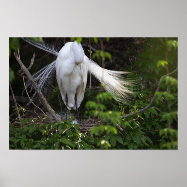 Póster Ave garra garza en Poster de árbol (Frente)