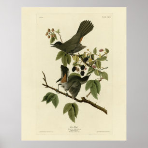 Póster Ave gata (pájaro grisáceo) Aves de América de Audu