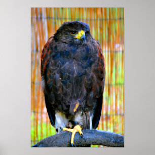 Póster Ave Hawak De Prey