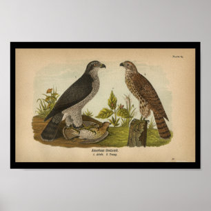 Póster Ave impresa en Goshawk estadounidense en 1890