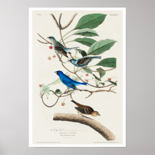 Póster Ave índigo de Audubon Poster