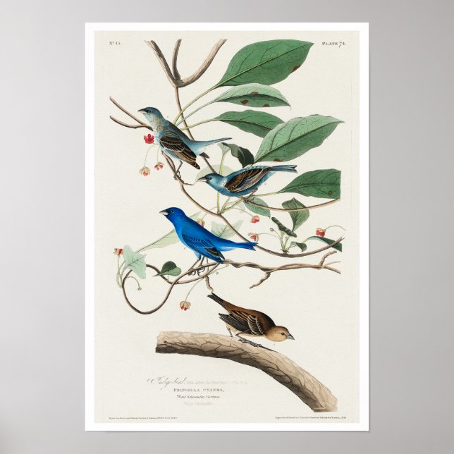 Póster Ave índigo de Audubon Poster (Frente)