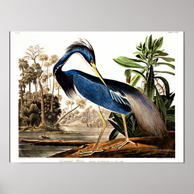 Póster Ave - Louisiana Heron por John James Audubon (Frente)