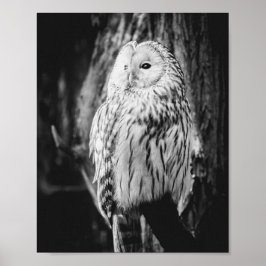 Póster Ave majestuosa de búho blanco y negro de Prey