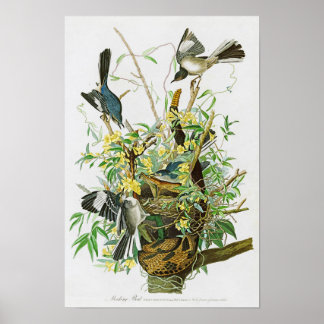 Póster Ave mordaz de Juan James Audubon Aves de América