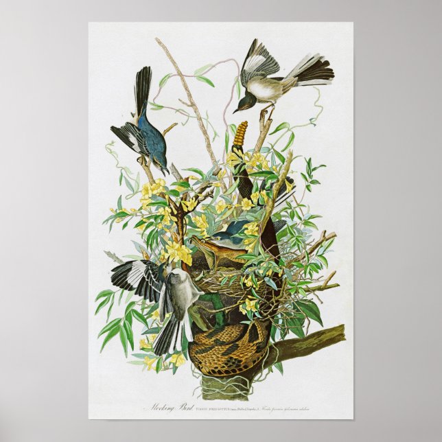 Póster Ave mordaz de Juan James Audubon Aves de América (Frente)