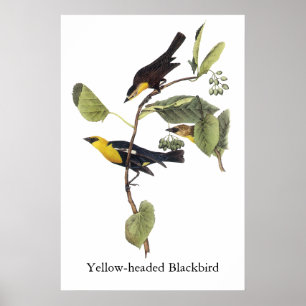Póster Ave negra de cabeza amarilla - John Audubon
