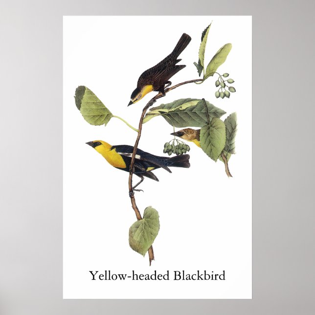 Póster Ave negra de cabeza amarilla - John Audubon (Frente)