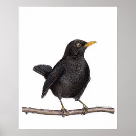 Póster Ave negra (Turdus Merula)