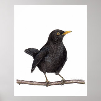 Póster Ave negra (Turdus Merula)