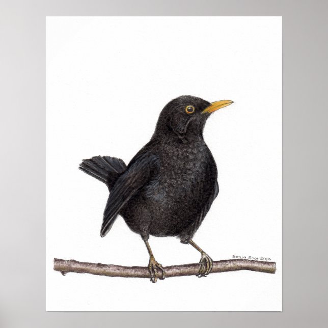 Póster Ave negra (Turdus Merula) (Frente)