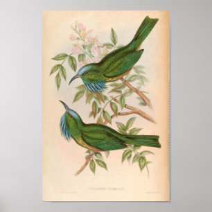 Póster Ave Nyctiornis Athertoni