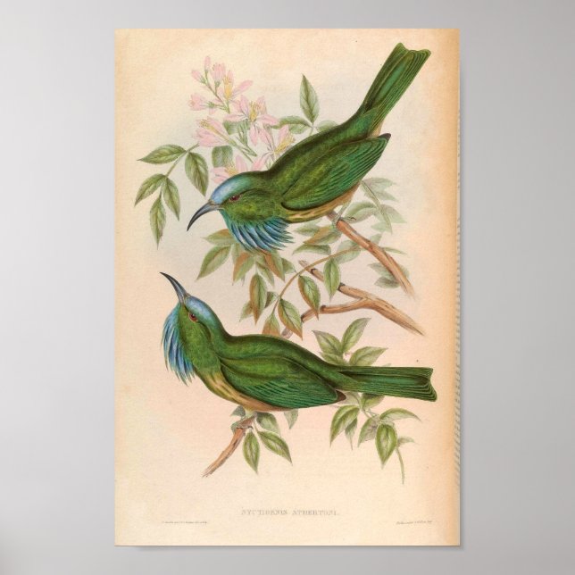 Póster Ave Nyctiornis Athertoni (Frente)