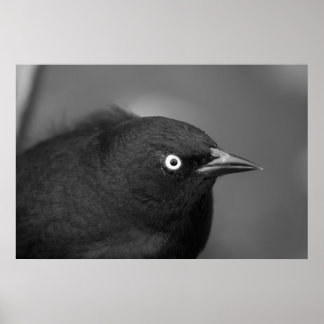 Póster Ave temible de Hitchcock