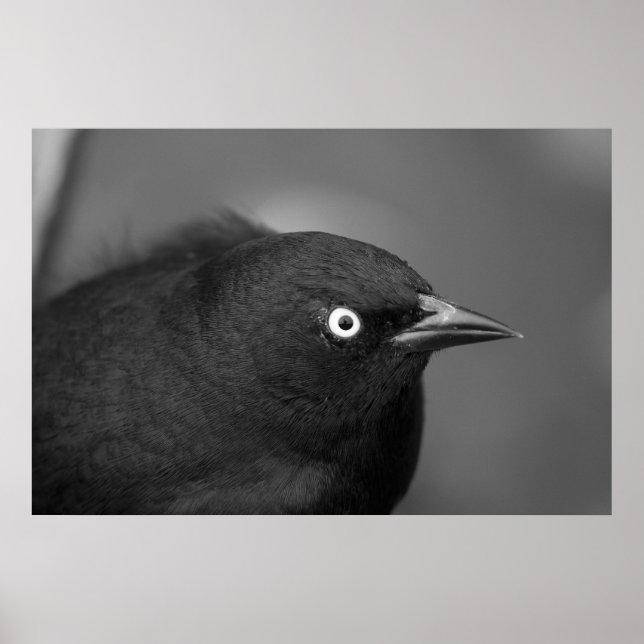 Póster Ave temible de Hitchcock (Frente)