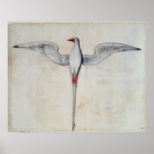 Póster Ave tropical