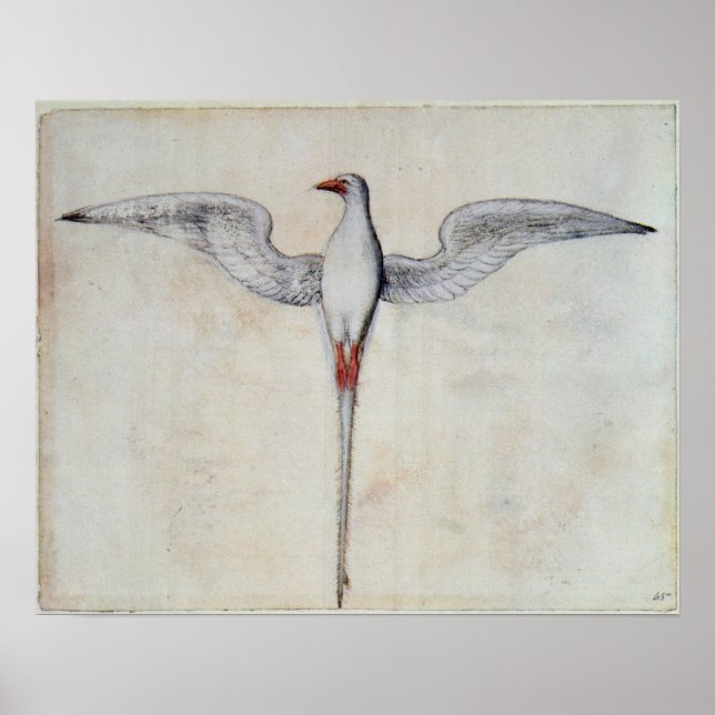 Póster Ave tropical (Frente)