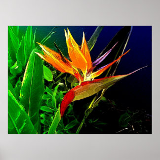 Póster Ave tropical