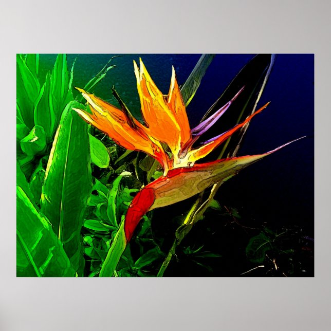 Póster Ave tropical (Frente)