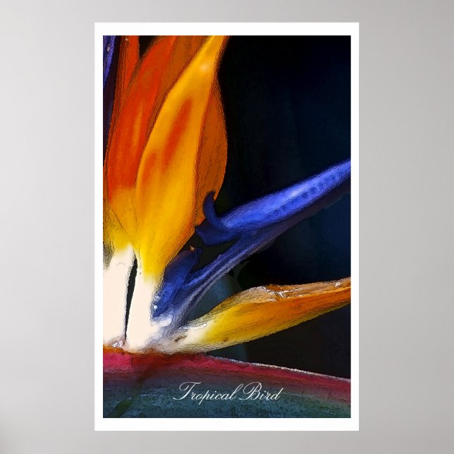 Póster Ave tropical, poster (Frente)