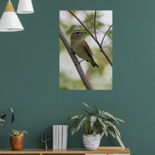 Póster Ave verde, Vireo teñido de rojo, fotografía canadi