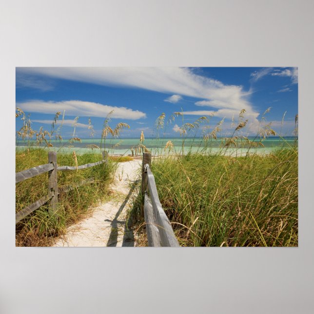 Póster Avena de mar Uniola paniculata) creciendo junto a  (Frente)