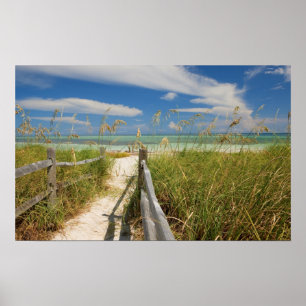 Póster Avena de mar Uniola paniculata) creciendo junto a