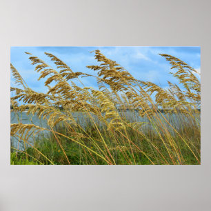 Póster Avena del mar