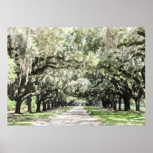 Póster Avenida de Oaks, acuarela de la Plantación de Boon