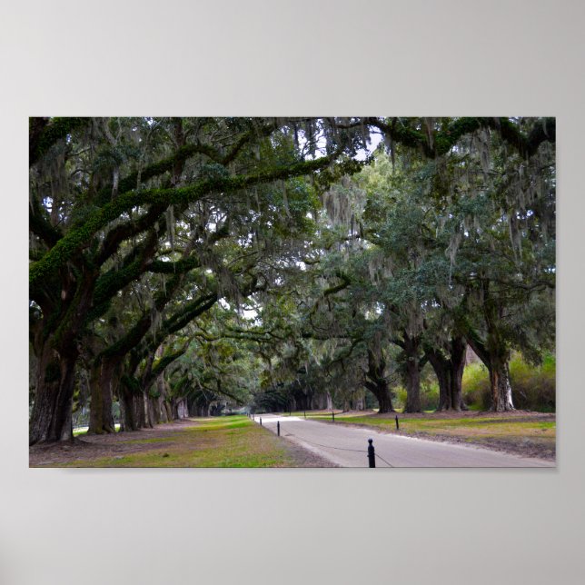 Póster Avenida de Oaks en Boone Hall en Carolina del Sur (Frente)