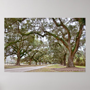 Póster Avenida de Robles en una Plantación de Carolina de