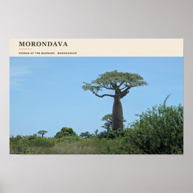 Póster Avenida Morondava de los Baobabs (Frente)