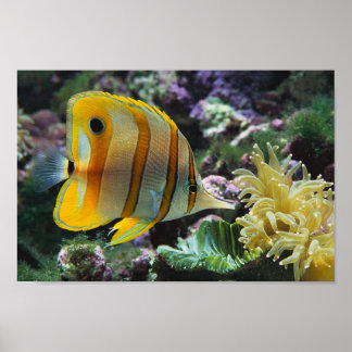 Póster Aventura submarina