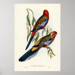 Póster Aves