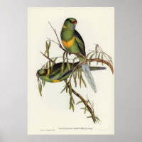 Aves 2