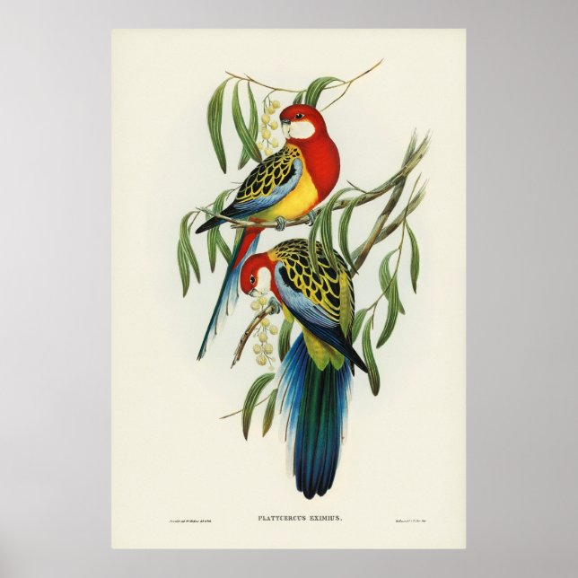 Póster Aves 4 (Frente)