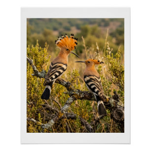 Póster Aves Abubilla En Paisaje Natural Fleece B