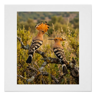Póster Aves Abubilla En Paisaje Natural Fleece B
