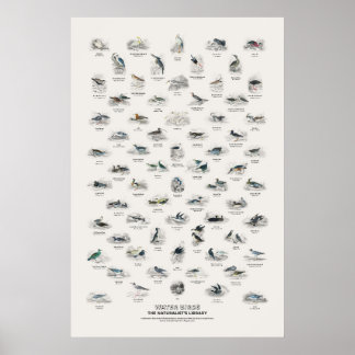 Póster Aves Acuáticas - Biblioteca del Naturalista