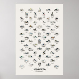 Póster Aves Acuáticas - Biblioteca del Naturalista