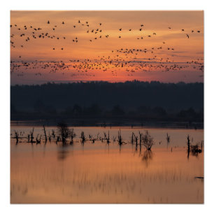 Póster Aves al amanecer