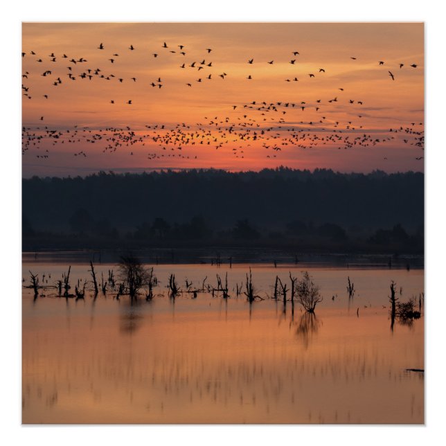 Póster Aves al amanecer (Anverso)
